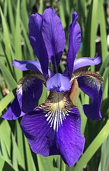 IRIS sibirica 'Caesar's Brother', Siberian Iris