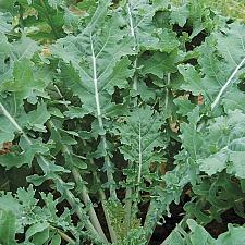 KALE 'White Russian', Organic White Russian Kale