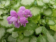 LAMIUM maculatum 'Orchid Frost Gold', Spotted Dead Nettle