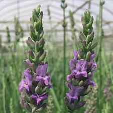 LAVANDULA x intermedia 'Sensational' (='Tesseract'), Lavender