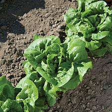 LETTUCE 'Buttercrunch' (Butterhead/Bibb), Organic Heirloom Butterhead/Bibb Lettuce