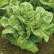 LETTUCE 'Flashy Trout Back', Organic Heirloom Lettuce