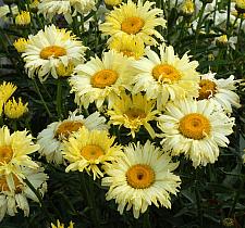 LEUCANTHEMUM x superbum 'Goldfinch', Shasta Daisy