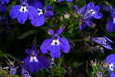 LOBELIA erinus Glow 'Blue Volt', Glow Series Lobelia, Trailing or Edging Lobelia