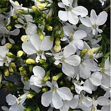 LOBELIA erinus Magadi 'Compact White' (syn. 'Klele21019'), Edging Lobelia, Magadi Series