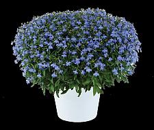 LOBELIA erinus Glow 'Electric Blue', Glow Series Lobelia, Trailing or Edging Lobelia