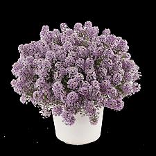 LOBULARIA hybrida Stream Compact 'Violet', Stream Compact Series Lobularia, Sweet Alyssum