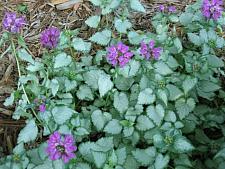 LAMIUM maculatum 'Beacon Silver', Spotted Dead Nettle