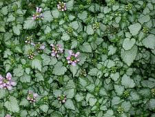 LAMIUM maculatum 'Pink Pewter', Spotted Dead Nettle