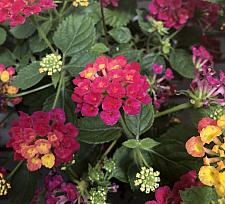 LANTANA camara 'Bandana Cherry', Weeping or Trailing Lantana, Polecat Geranium