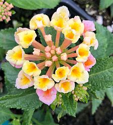 LANTANA camara 'Bandana Peach', Weeping or Trailing Lantana, Polecat Geranium