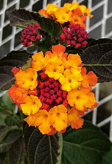 LANTANA camara 'Irene', Weeping or Trailing Lantana, Polecat Geranium