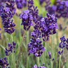 LAVANDULA angustifolia 'Ellagance Purple', Ellagance Series