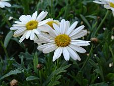 LEUCANTHEMUM x superbum 'Alaska', Shasta Daisy