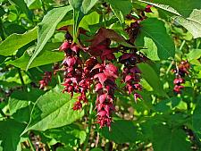 LEYCESTERIA 'Jealousy', Himalayan Honeysuckle