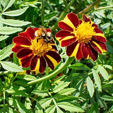 MARIGOLD 'Pinwheel', Organic French Marigold