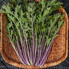 MIZUNA, PURPLE (Brassica rapa 'Purple Mizuna'), Organic Mizuna, Asian Greens