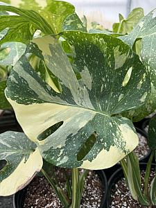 MONSTERA deliciosa 'Thai Constellation', Swiss Cheese Plant