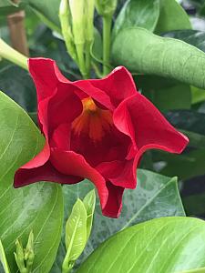 MANDEVILLA Tropical Breeze 'Velvet Red', 