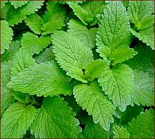 MELISSA officinalis (Lemon Balm), Organic Lemon Balm