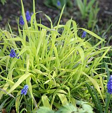 MILIUM effusum 'Aureum' (syn. 'Bowles Golden'), Wood Millet