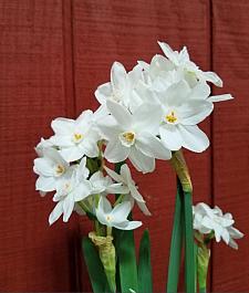 NARCISSUS papyraceus 'Inbal', Paperwhite Narcissus, Tazetta Daffodil