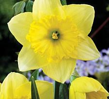 NARCISSUS 'St. Patrick's Day', Large-Cupped Daffodil