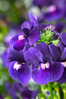 NEMESIA Escential 'Blackberry', Nemesia Escential Series