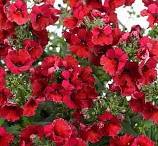 NEMESIA hybrida Nesia 'Burgundy', Nemesia Nesia Series