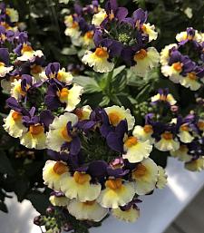 NEMESIA 'Honey Bicolor Orange Flame', Nemesia Honey Series