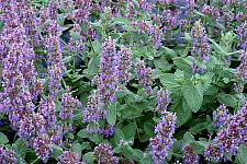 NEPETA hybrid 'Purple Haze', Catmint