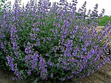 NEPETA x faassenii 'Six Hills Giant', Catmint