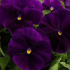 VIOLA x wittrockiana Majestic Giants II 'Clear Purple' (Pansy), Majestic Giant Pansy