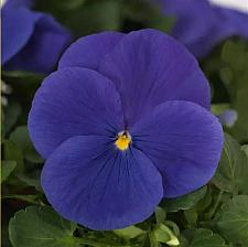 VIOLA x wittrockiana Matrix 'True Blue' (Pansy), Matrix Pansy, Large-Flowered Pansy