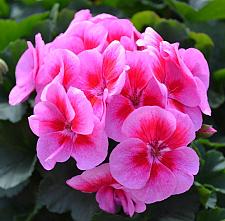 PELARGONIUM interspecific Sarita 'Lilac Splash', Sarita Series, Cross of Ivy and Zonal Geranium