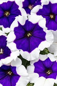 PETUNIA Crazytunia 'Blue Picotee', Crazytunia Series Petunia