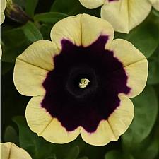 PETUNIA x hybrida Headliner 'Dark Saturn' (syn. 'Kleph18130'), Headliner Series Petunia