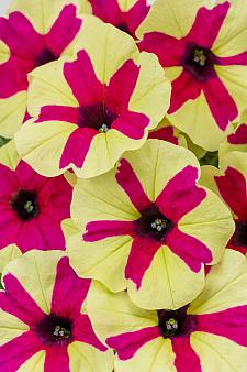 PETUNIA hybrid BigDeal 'Fingerpaint' (syn. P. hybrida 'Wespeoutfipa'), BigDeal Series Petunia