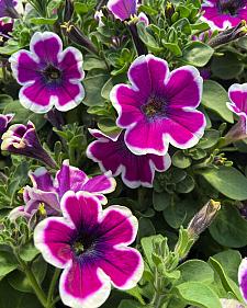 PETUNIA hybrid 'Hippy Chick Violet', 