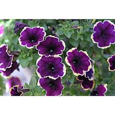 PETUNIA Surprise 'Moonlight Bay', Surprise Series Petunia