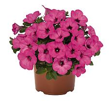 PETUNIA Surprise 'Pinkalicious', Surprise Series Petunia