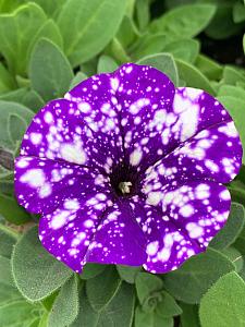 PETUNIA Splash Dance 'Bolero Blue', Splash Dance Petunia