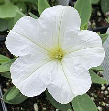 PETUNIA Starlet 'White' (syn. 'Balspunwhi'), Starlet Series Petunia