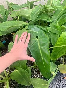 PHILODENDRON 'Jose Buono' - green form, Philodendron