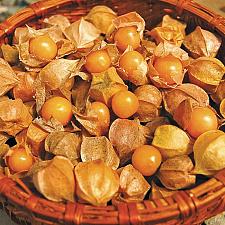 PHYSALIS pruinosa 'Goldie' (Ground Cherry Tomato), Organic Ground Cherry, Strawberry Tomato, Cape Gooseberry