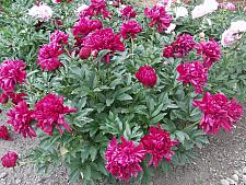 PAEONIA lactiflora 'Karl Rosenfeld', Bush Peony (herbaceous)