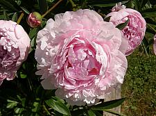 PAEONIA lactiflora 'Sarah Bernhardt', Bush Peony (herbaceous)