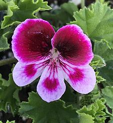 PELARGONIUM 'Angels Perfume', Scented Geranium