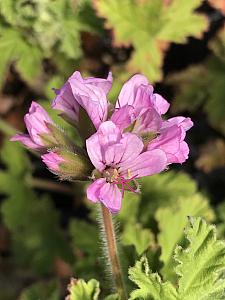 PELARGONIUM 'Attar of Rose', Scented Geranium Rose