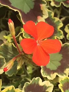 PELARGONIUM x hortorum 'Mrs. Pollock', Type: Fancy Leaf Zonal Geranium